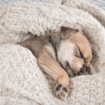 what to do instead of taking a nap