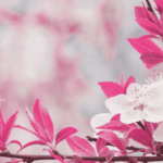 Shine in Midlife