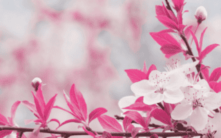 Shine in Midlife