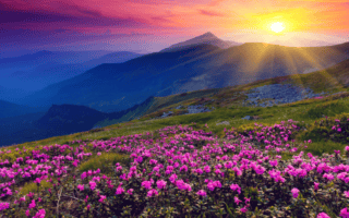 Gratitude Activities