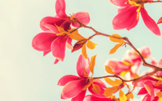 Rediscover Joy